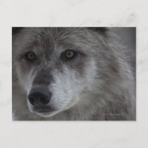 Wolf (Canus lupus) from Yellowstone National Postcard