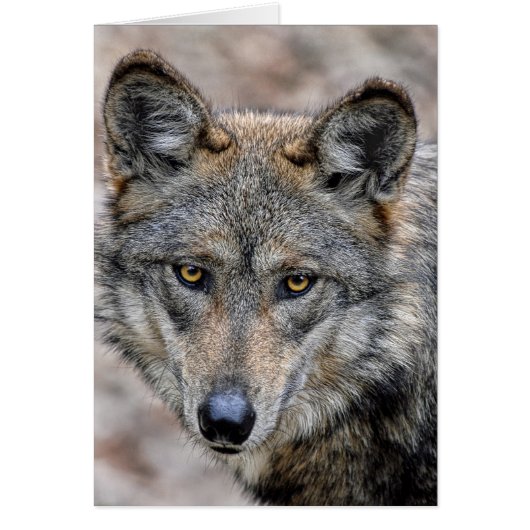 Wolf Cards (Front)