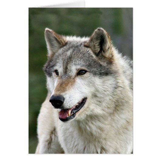 Wolf Cards (Front)