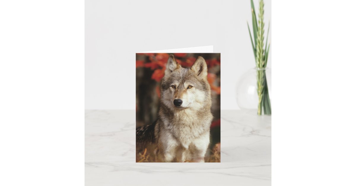 Wolf Cards | Zazzle