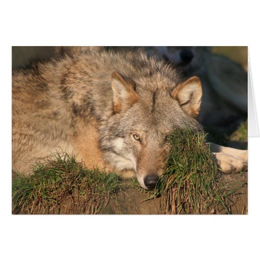 wolf cards (Front Horizontal)