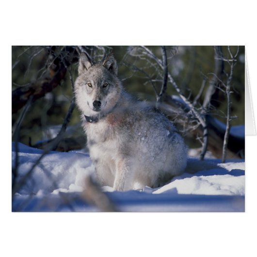 WOLF CARDS (Front Horizontal)