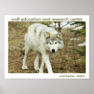 Wolf Center Poster