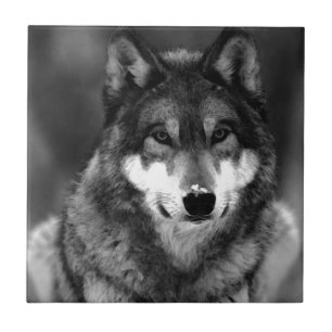 Wolf Ceramic Tile