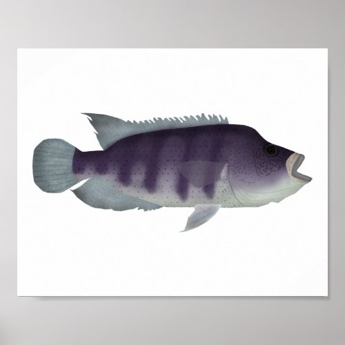 Wolf Cichlid Poster