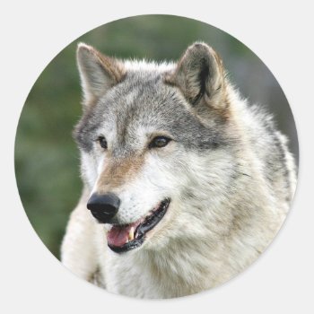 Wolf Classic Round Sticker by deemac1 at Zazzle