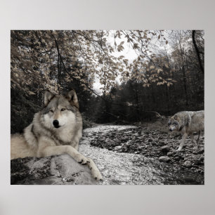 Wolf Creek Brook Forest Landscape Poster