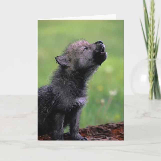 Wolf Cub Howling Missing You Card (Front)