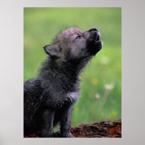 Wolf Cub Howling Poster | Zazzle