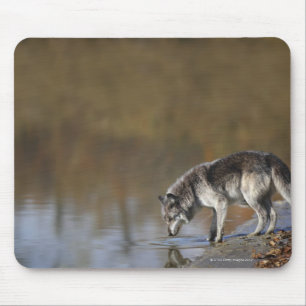 Wolf Drinking Water From A Pond Mouse Pad