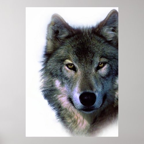 Wolf Eyes Artwork Freedom Poster