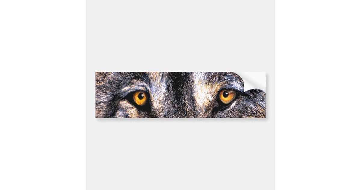 Wolf Eyes Bumper Sticker Zazzle