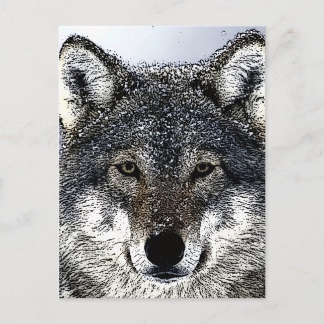 Wolf Eyes Postcard (Front)