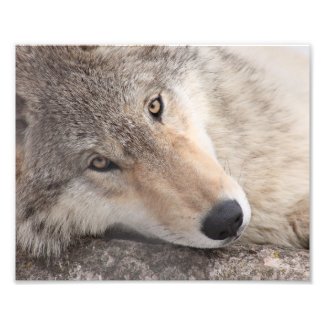 Wolf Eyes - Timber Wolf Photo Print