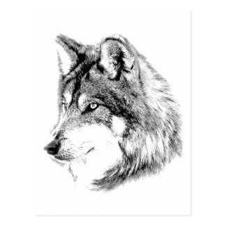 wolf face majestic wolf gazes into the distance postcard