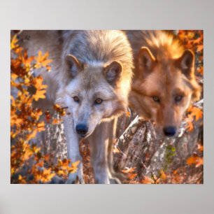 Wolf FAMILY AUTUMN Poster