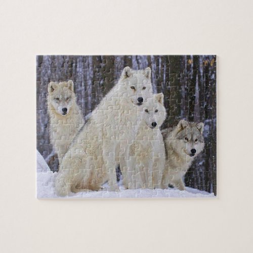 Wolf Family Jigsaw Puzzle