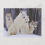 Wolf Family Postcard at Zazzle