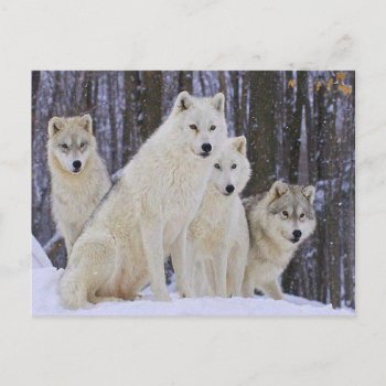 Wolf Family Postcard by LATENA at Zazzle
