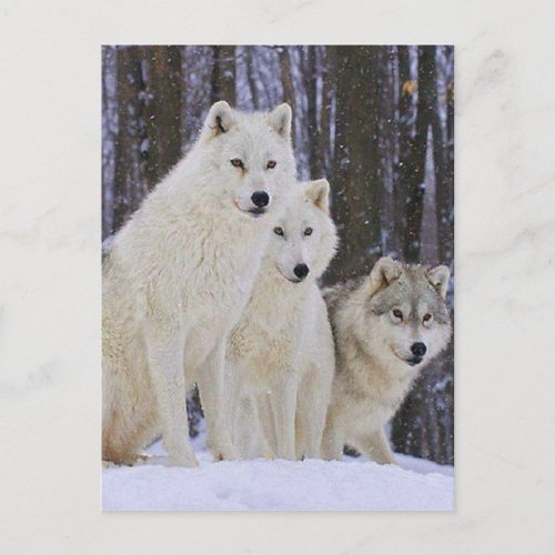 Wolf Family Postcard