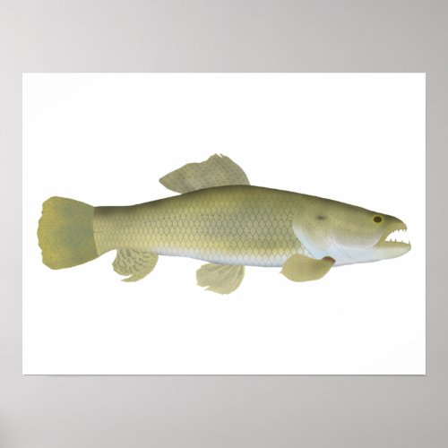 Wolf fish poster