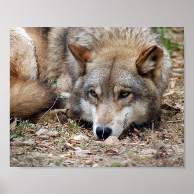 Wolf Framed Print (Front)