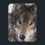 Wolf Gaze Magnet<br><div class="desc">Grey Wolf (Timber Wolf) looking into the camera, wildlife photography.</div>
