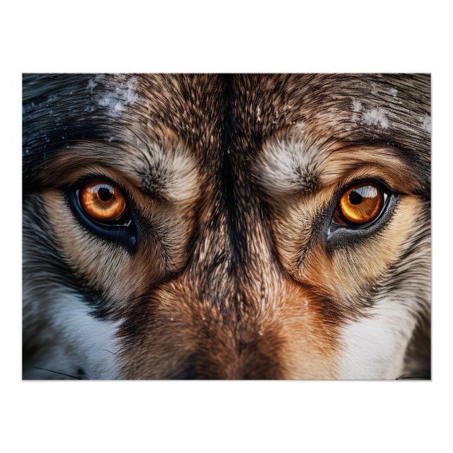 Wolf Gaze Poster (Front)