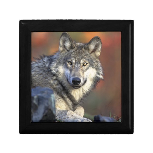 Wolf Gift Box (Front)