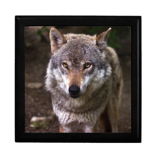 wolf gift box (Front)