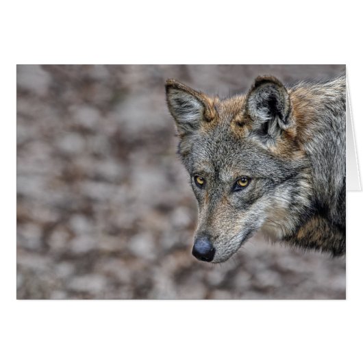 Wolf Glimpse Card (Front Horizontal)