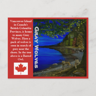 Wolf! Gray Wolves and Barred Owl. Postcard