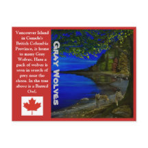 Wolf! Gray Wolves and Barred Owl.