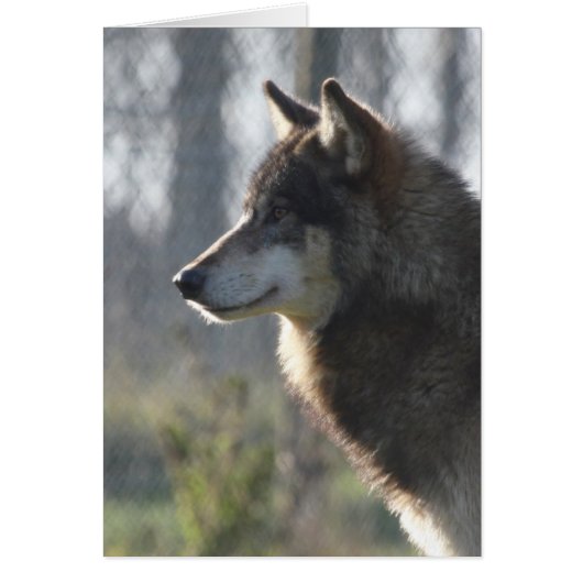 Wolf head cards (Front)