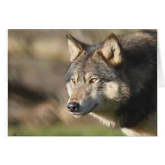 Wolf head shot cards