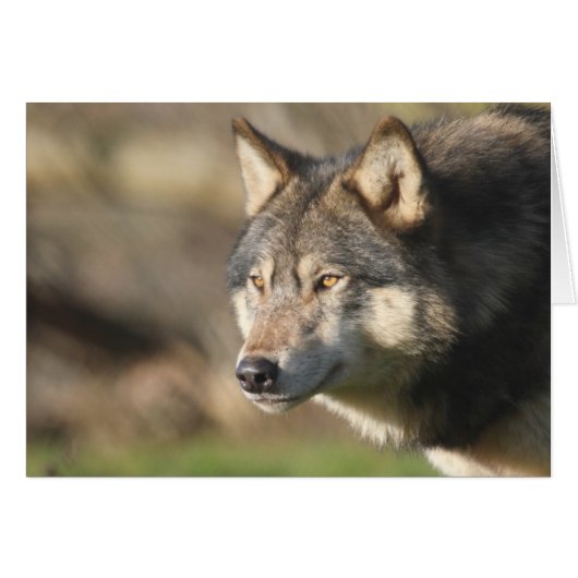 Wolf head shot cards (Front Horizontal)