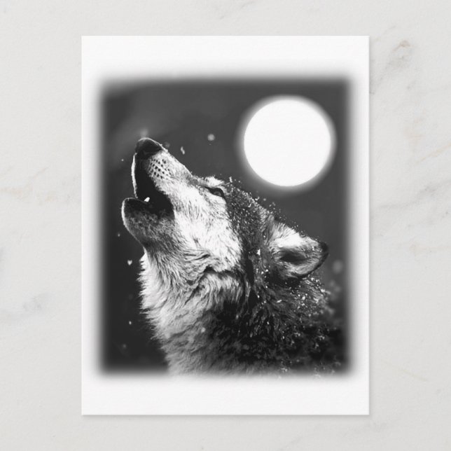 Wolf Howling at Moon Postcard (Front)