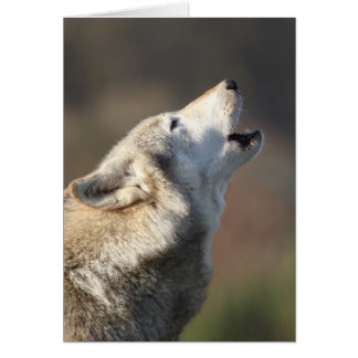 Wolf Howling Cards