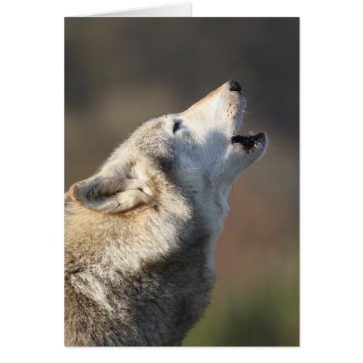 Wolf Howling Cards (Front)