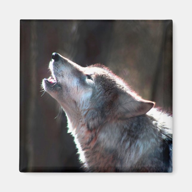 Wolf Howling Lone Wolf Magnet (Front)