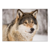 Wolf in a winter forest cards (Front Horizontal)