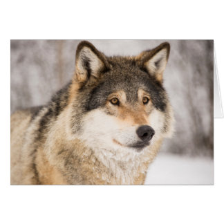 Wolf in a winter forest cards