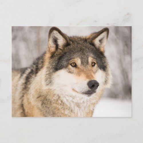 Wolf in a winter forest postcard