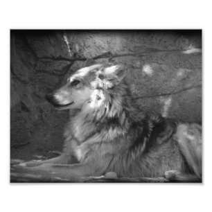 Wolf in Black and White Photo Print