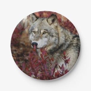 Wolf In Fall Foliage Paper Plates
