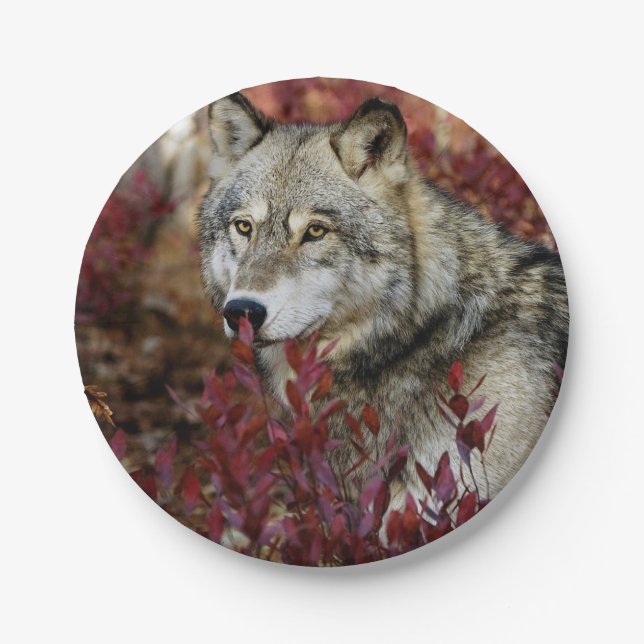 Wolf In Fall Foliage Paper Plates (Front)