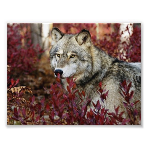 Wolf In Fall Foliage Photo Print