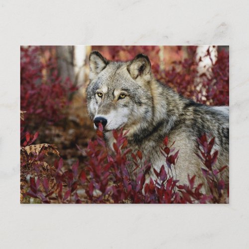 Wolf In Fall Foliage Postcard
