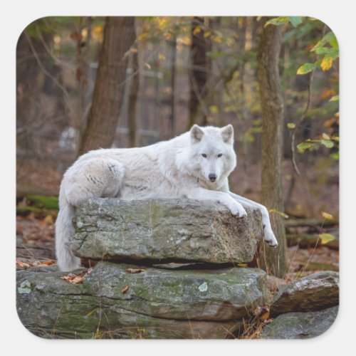 Wolf in Fall Square Sticker