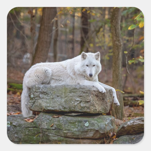 Wolf in Fall Square Sticker (Front)